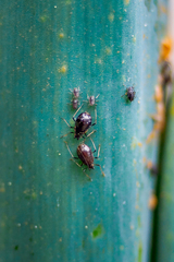 Neotoxoptera formosana
