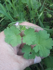 Geranium