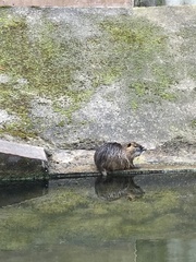 Myocastor coypus