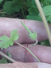 Geranium