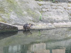Myocastor coypus