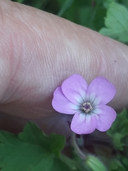 Geranium