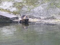 Myocastor coypus