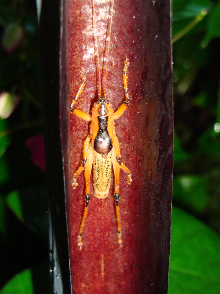Agraecia agraecioides