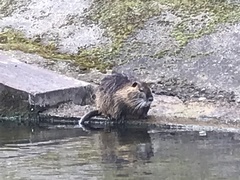 Myocastor coypus