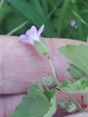 Geranium