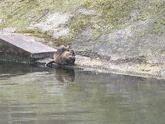 Myocastor coypus