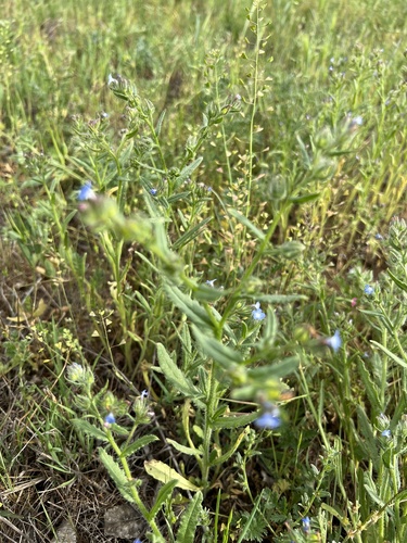 pŕhlica roľná (Anchusa arvensis)