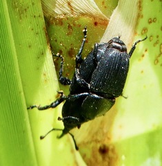 Scyphophorus yuccae