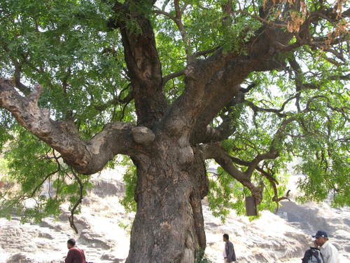 Azadirachta indica