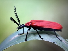 Phyllocladus kasantsevi
