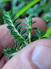 Pimelea acra
