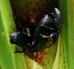 Scyphophorus yuccae