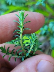 Pimelea acra
