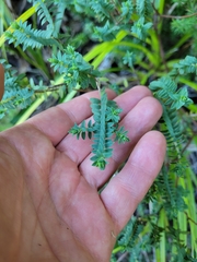 Pimelea acra