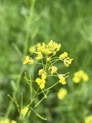 Brassicaceae