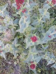 Centranthus ruber