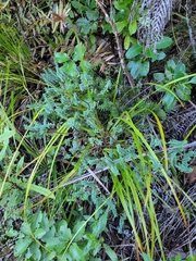 Pimelea acra