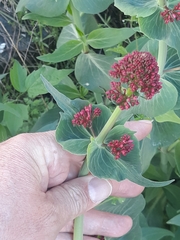 Centranthus ruber