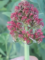 Centranthus ruber