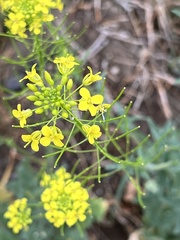 Brassicaceae