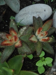 Kalanchoe tomentosa