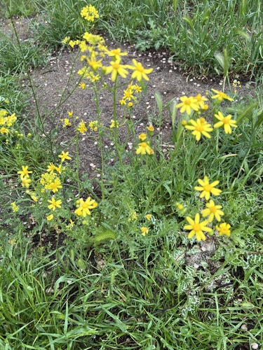 starček jarný (Senecio vernalis)