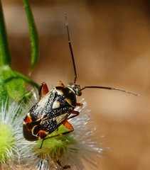 Polymerus elegans