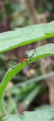 Leucauge taiwanica