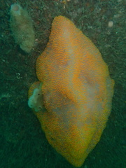 Polycitor giganteus