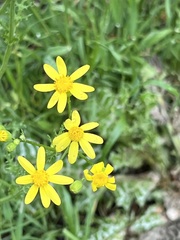 Senecio vernalis