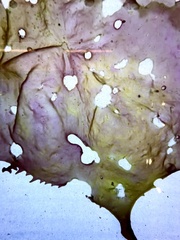 Pachymenia laciniata