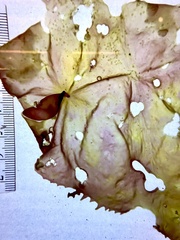 Pachymenia laciniata