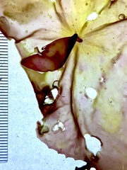 Pachymenia laciniata