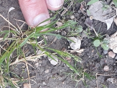 Poa