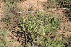 Crassula mesembryanthoides mesembryanthoides