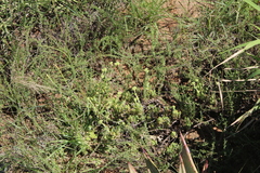 Crassula mesembryanthoides mesembryanthoides