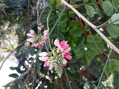 Indigofera jucunda