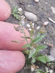 Capsella bursa-pastoris