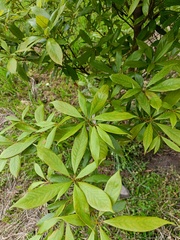 Meliosma simplicifolia