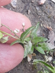 Capsella bursa-pastoris