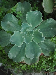 Gibbiflorae