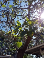 Erythrina lanceolata