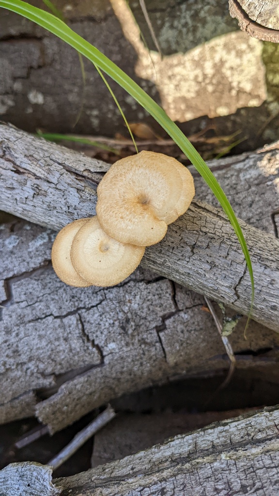 Lentinus arcularius · April 2022 · photo: © atsushi_nakajima_cirque (iNaturalist, cc-by)