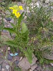 Sisymbrium loeselii
