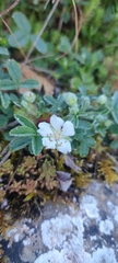 Potentilla montana