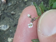 Capsella bursa-pastoris