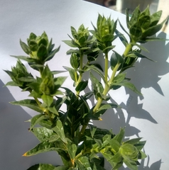 Carthamus tinctorius