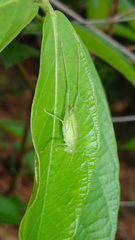 Anaulacomerina