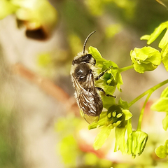 Colletes cunicularius